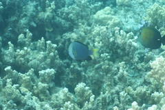 Dascyllus flavicaudus