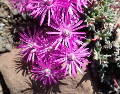 Antimima mucronata