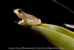 Dendropsophus haddadi