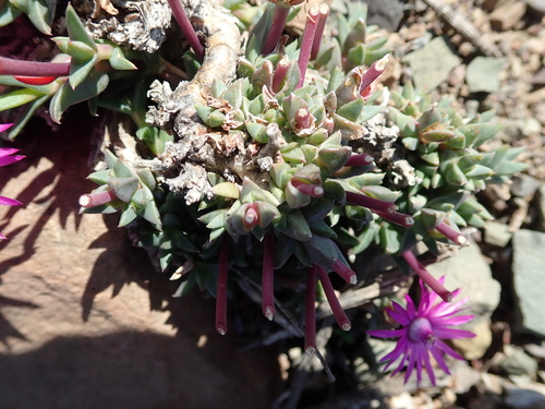 Antimima mucronata