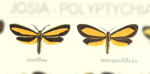 Josia auriflua