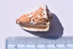 Conus capitaneus