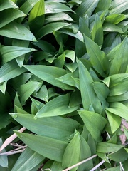 Allium ursinum