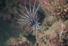 Pterois radiata