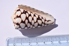 Conus marmoreus