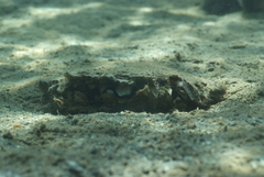 Pinctada margaritifera