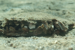 Pinctada margaritifera