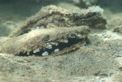 Pinctada margaritifera