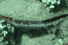 Atrina vexillum