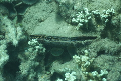 Atrina vexillum