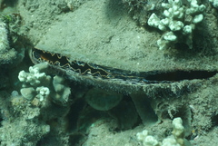 Atrina vexillum