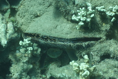 Atrina vexillum
