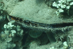 Atrina vexillum
