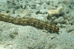 Synapta
