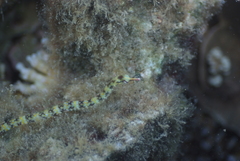 Corythoichthys conspicillatus