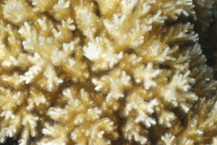 Pocillopora acuta