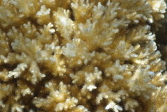 Pocillopora acuta