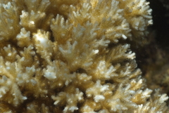 Pocillopora acuta
