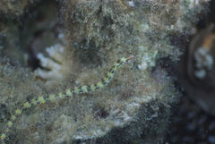 Corythoichthys conspicillatus