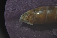 Clausilia rugosa parvula