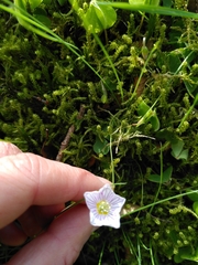 Oxalis