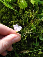 Oxalis
