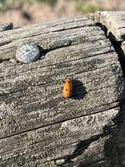 Tituboea sexmaculata