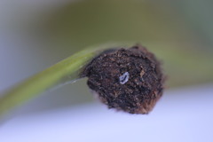 Phylloxera caryaecaulis