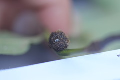 Phylloxera caryaecaulis