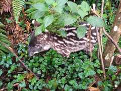 Tapirus pinchaque