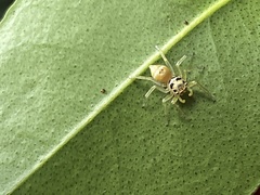 Phintella piatensis