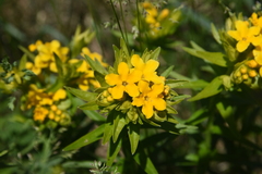 Lithospermum caroliniense croceum