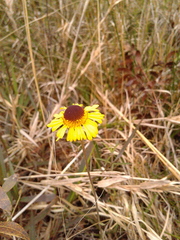 Helenium brevifolium