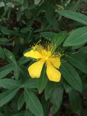 Hypericum monogynum