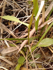 Helenium brevifolium