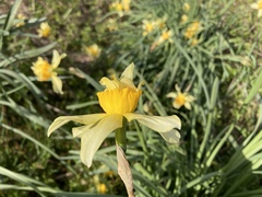Narcissus × incomparabilis