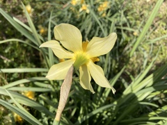 Narcissus × incomparabilis