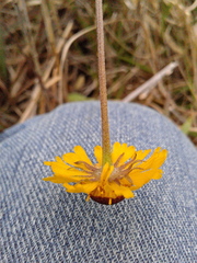 Helenium brevifolium