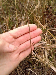 Helenium brevifolium