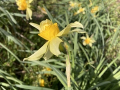 Narcissus × incomparabilis