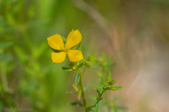 Rhexia lutea