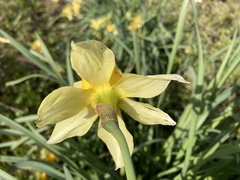 Narcissus × incomparabilis