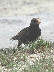 Sturnus vulgaris