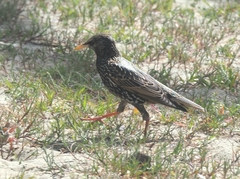 Sturnus vulgaris