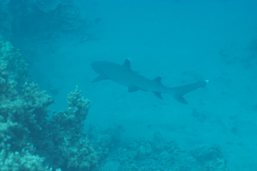 Whitetip Reef Shark