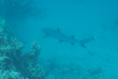 Whitetip Reef Shark