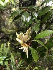Neolitsea sericea