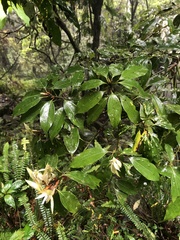 Neolitsea sericea