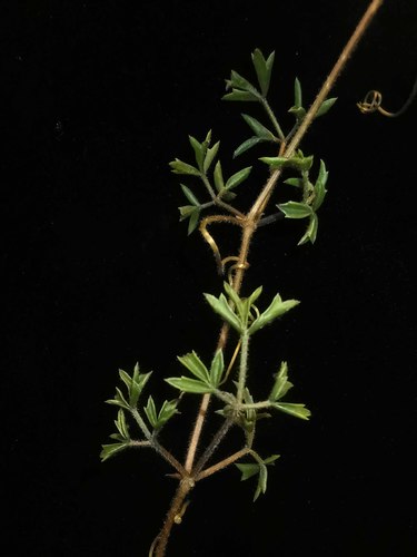 Cyphostemma montagnacii