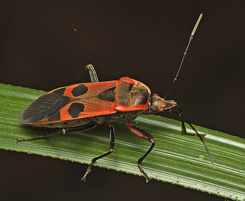 Subspecies Physopelta Gutta Famelica · Inaturalist Canada